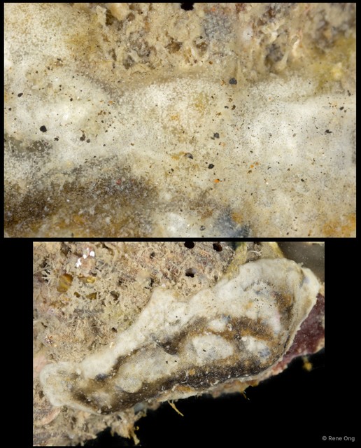 Ascidiacea sp. "Colonial ascidian 55" • © Rene Ong • All Rights Reserved