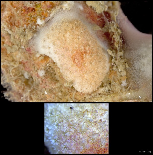 Ascidiacea sp. "Colonial ascidian 56" • © Rene Ong • All Rights Reserved