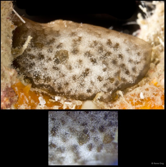 Ascidiacea sp. "Colonial ascidian 57" • © Rene Ong • All Rights Reserved