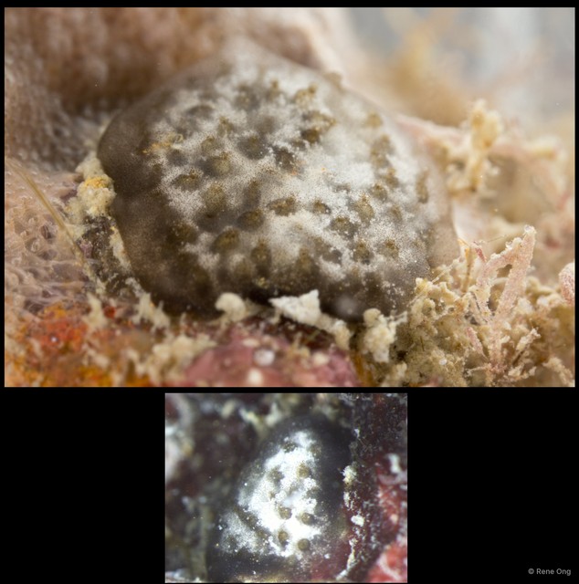 Ascidiacea sp. "Colonial ascidian 58" • © Rene Ong • All Rights Reserved