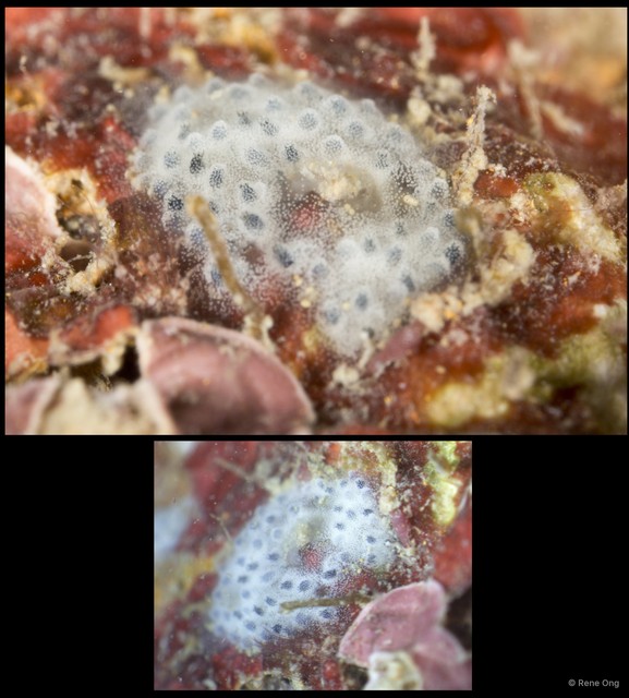 Ascidiacea sp. "Colonial ascidian 59" • © Rene Ong • All Rights Reserved