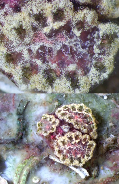 Ascidiacea sp. "Colonial ascidian 6" • © Rene Ong • All Rights Reserved