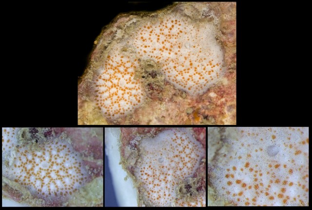 Ascidiacea sp. "Colonial ascidian 60" • © Rene Ong • All Rights Reserved