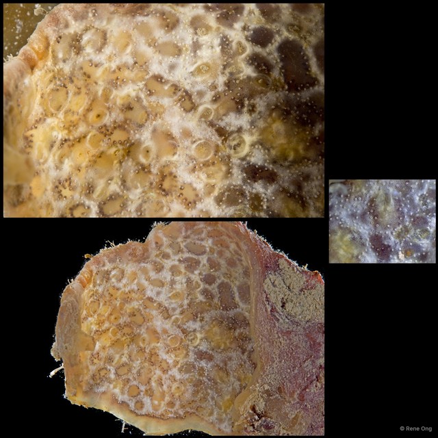 Ascidiacea sp. "Colonial ascidian 61" • © Rene Ong • All Rights Reserved