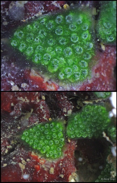 Ascidiacea sp. "Colonial ascidian 62" • © Rene Ong • All Rights Reserved
