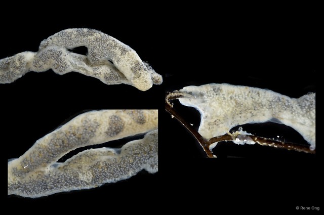Ascidiacea sp. "Colonial ascidian 63" • © Rene Ong • All Rights Reserved