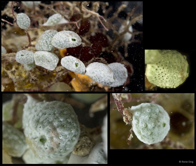 Ascidiacea sp. "Colonial ascidian 64" • © Rene Ong • All Rights Reserved