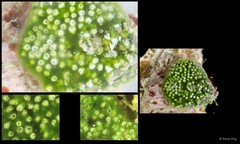 Ascidiacea sp. "Colonial ascidian 65"