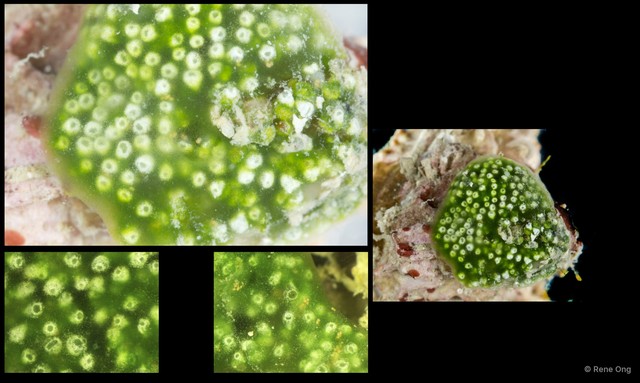 Ascidiacea sp. "Colonial ascidian 65" • © Rene Ong • All Rights Reserved