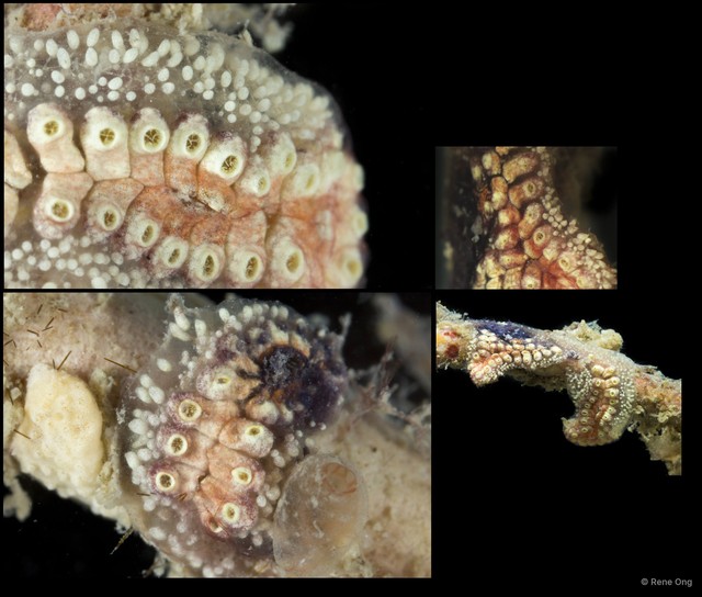 Ascidiacea sp. "Colonial ascidian 66" • © Rene Ong • All Rights Reserved