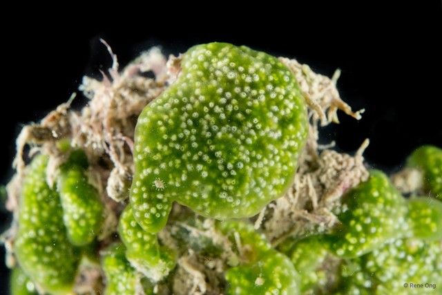 Ascidiacea sp. "Colonial ascidian 67" • © Rene Ong • All Rights Reserved