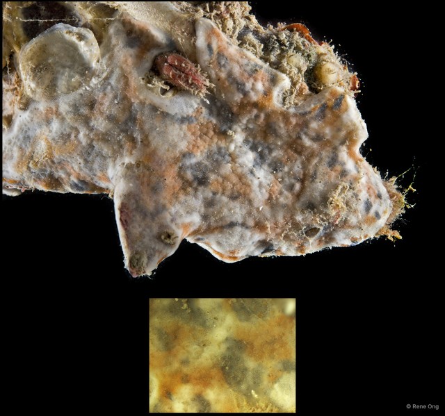 Ascidiacea sp. "Colonial ascidian 68" • © Rene Ong • All Rights Reserved