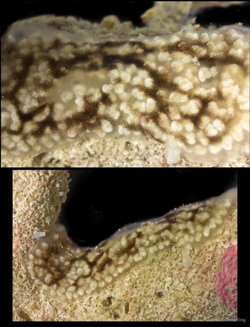 Ascidiacea sp. "Colonial ascidian 69" • © Rene Ong • All Rights Reserved