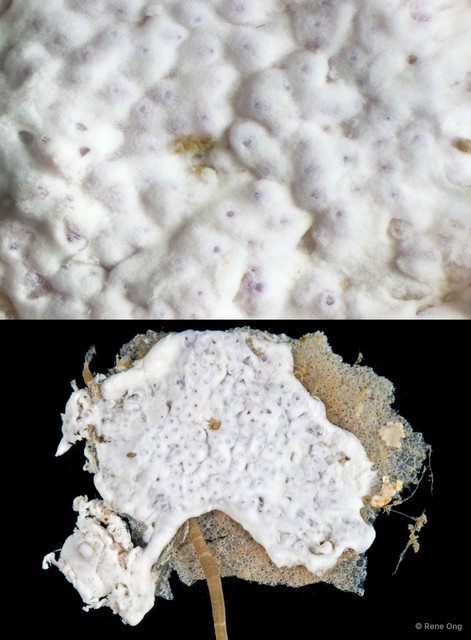 Ascidiacea sp. "Colonial ascidian 7" • © Rene Ong • All Rights Reserved
