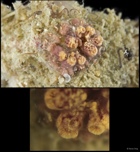 Ascidiacea sp. "Colonial ascidian 70" • © Rene Ong • All Rights Reserved