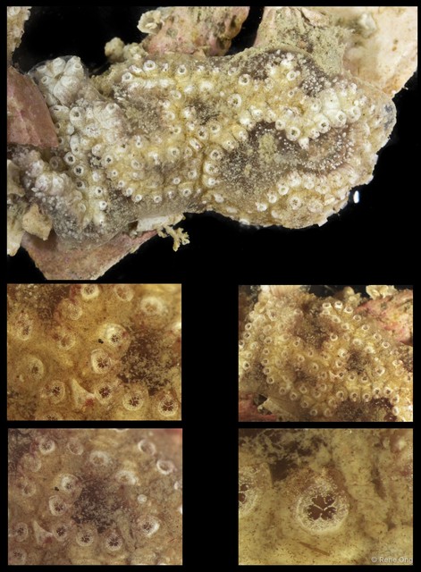 Ascidiacea sp. "Colonial ascidian 71" • © Rene Ong • All Rights Reserved