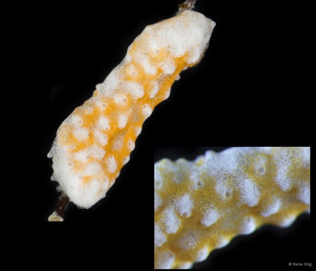 Ascidiacea sp. "Colonial ascidian 72" • © Rene Ong • All Rights Reserved