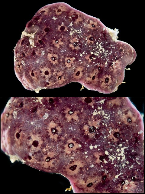 Ascidiacea sp. "Colonial ascidian 73" • © Rene Ong • All Rights Reserved