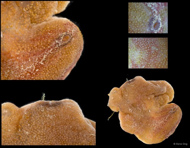 Ascidiacea sp. "Colonial ascidian 74" • © Rene Ong • All Rights Reserved