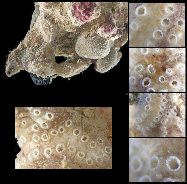 Ascidiacea sp. "Colonial ascidian 75" • © Rene Ong • All Rights Reserved
