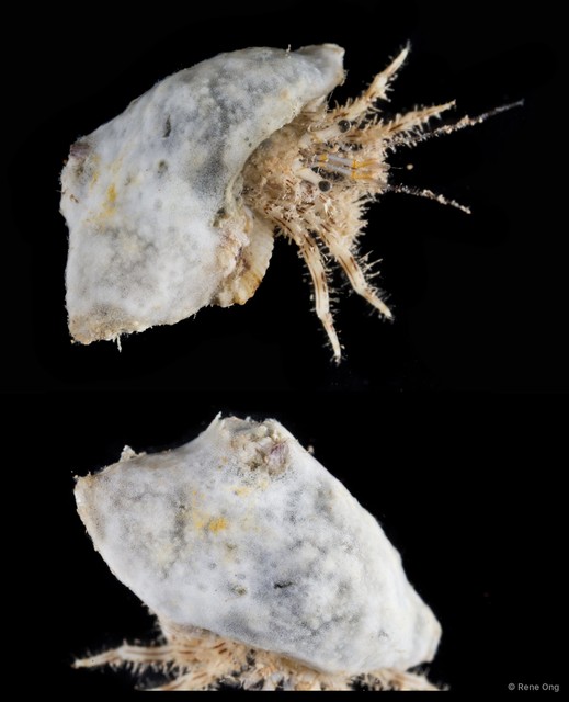Ascidiacea sp. "Colonial ascidian 76" • © Rene Ong • All Rights Reserved