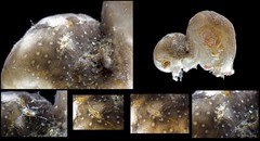 Ascidiacea sp. "Colonial ascidian 77a"