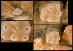 Ascidiacea sp. "Colonial ascidian 77b"