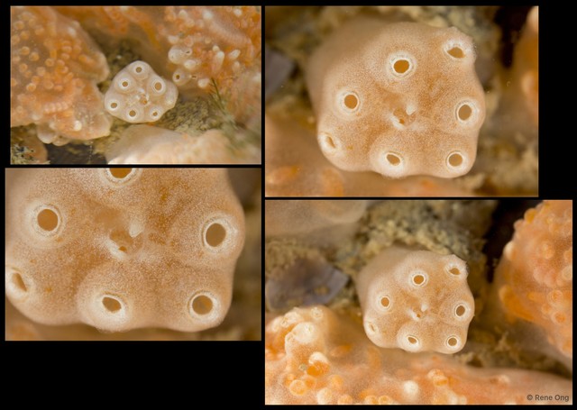 Ascidiacea sp. "Colonial ascidian 77b" • © Rene Ong • All Rights Reserved