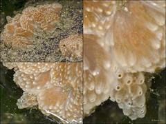 Ascidiacea sp. "Colonial ascidian 78"