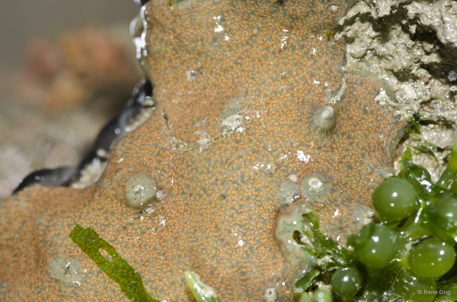 Ascidiacea sp. "Colonial ascidian 79" • © Rene Ong • All Rights Reserved