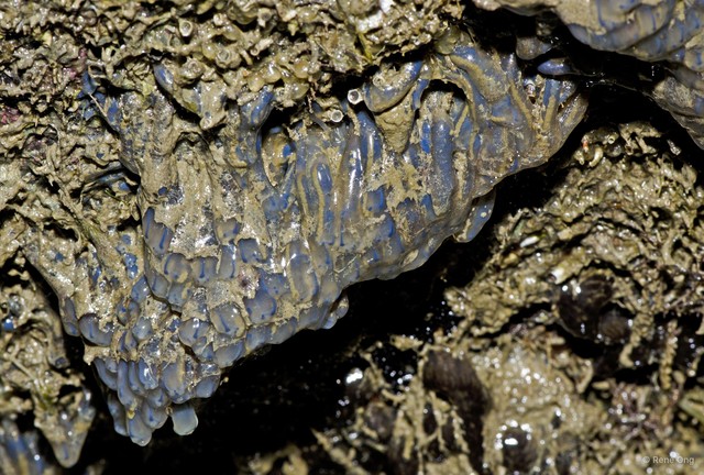 Ascidiacea sp. "Colonial ascidian 80" • © Rene Ong • All Rights Reserved