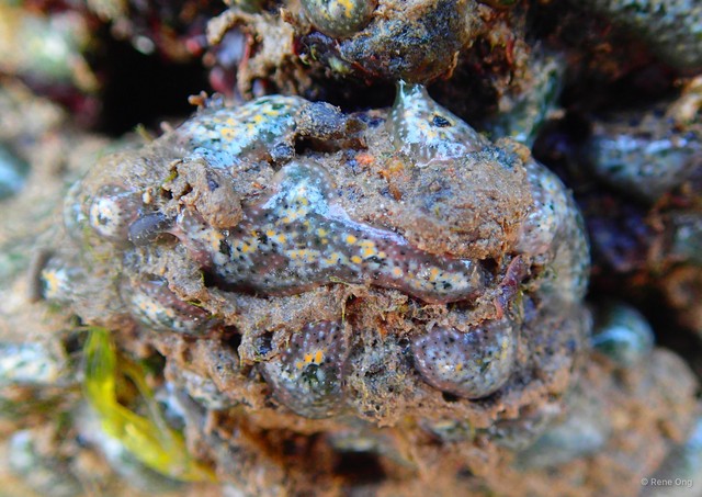 Ascidiacea sp. "Colonial ascidian 81" • © Rene Ong • All Rights Reserved