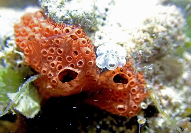 Ascidiacea sp. "Colonial ascidian 82" • © Rene Ong • All Rights Reserved