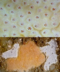Ascidiacea sp. "Colonial ascidian 9"