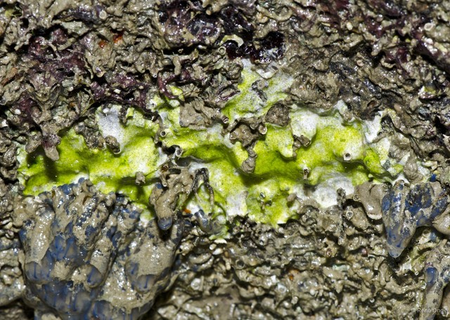 Ascidiacea sp. "Green colonial ascidian 80" • © Rene Ong • All Rights Reserved