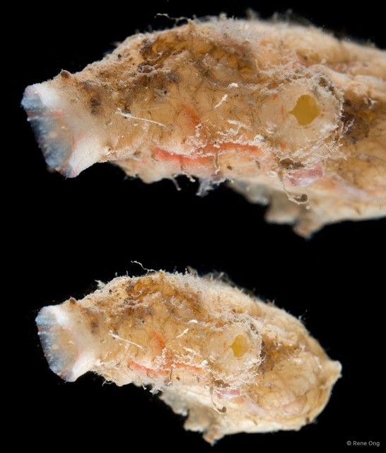 Ascidiacea sp. "Solitary ascidian 1" • © Rene Ong • All Rights Reserved