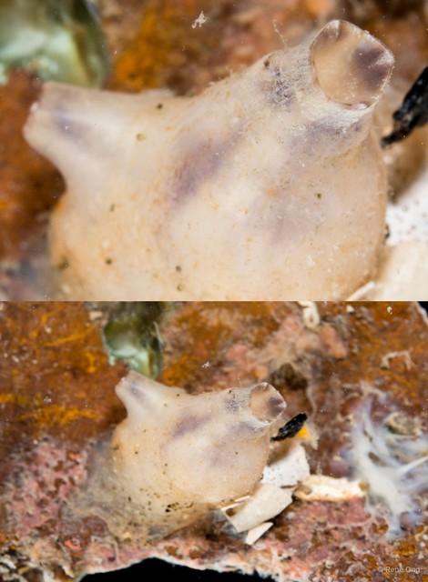 Ascidiacea sp. "Solitary ascidian 10" • © Rene Ong • All Rights Reserved