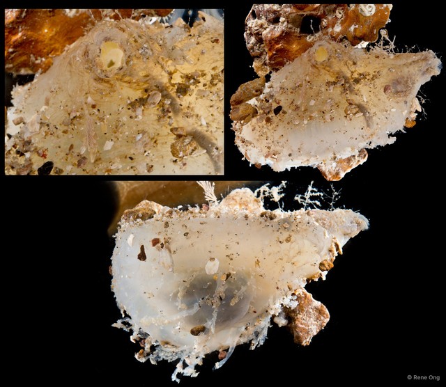 Ascidiacea sp. "Solitary ascidian 11" • © Rene Ong • All Rights Reserved