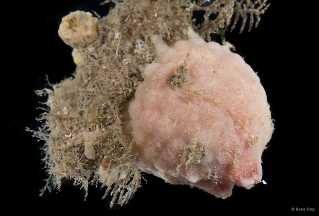 Ascidiacea sp. "Solitary ascidian 12" • © Rene Ong • All Rights Reserved