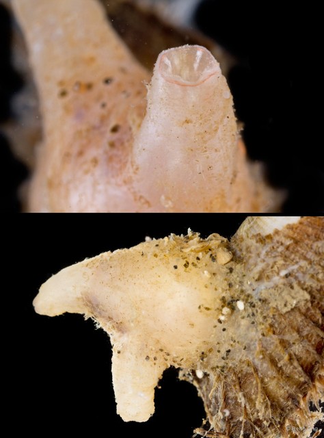 Ascidiacea sp. "Solitary ascidian 13" • © Rene Ong • All Rights Reserved
