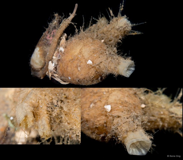 Ascidiacea sp. "Solitary ascidian 14" • © Rene Ong • All Rights Reserved