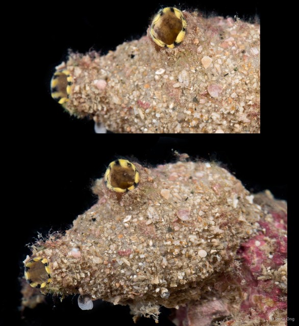 Ascidiacea sp. "Solitary ascidian 15" • © Rene Ong • All Rights Reserved