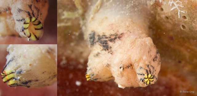 Ascidiacea sp. "Solitary ascidian 16" • © Rene Ong • All Rights Reserved