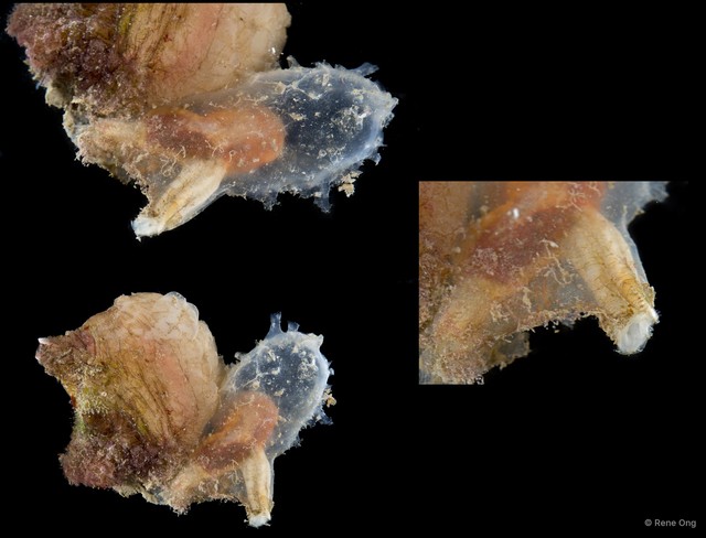 Ascidiacea sp. "Solitary ascidian 17" • © Rene Ong • All Rights Reserved