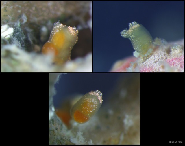 Ascidiacea sp. "Solitary ascidian 18" • © Rene Ong • All Rights Reserved