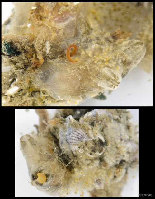 Ascidiacea sp. "Solitary ascidian 19" • © Rene Ong • All Rights Reserved