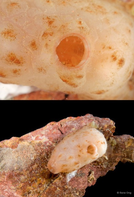 Ascidiacea sp. "Solitary ascidian 2" • © Rene Ong • All Rights Reserved