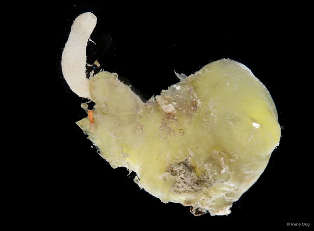 Ascidiacea sp. "Solitary ascidian 20" • © Rene Ong • All Rights Reserved