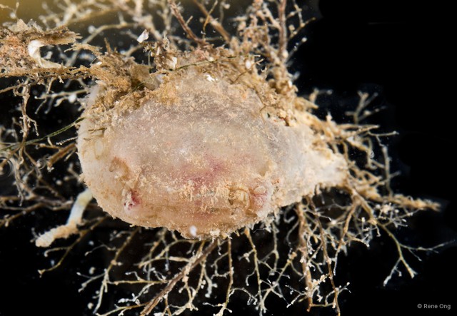 Ascidiacea sp. "Solitary ascidian 21" • © Rene Ong • All Rights Reserved