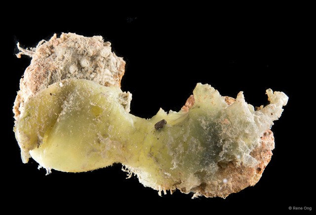 Ascidiacea sp. "Solitary ascidian 22" • © Rene Ong • All Rights Reserved